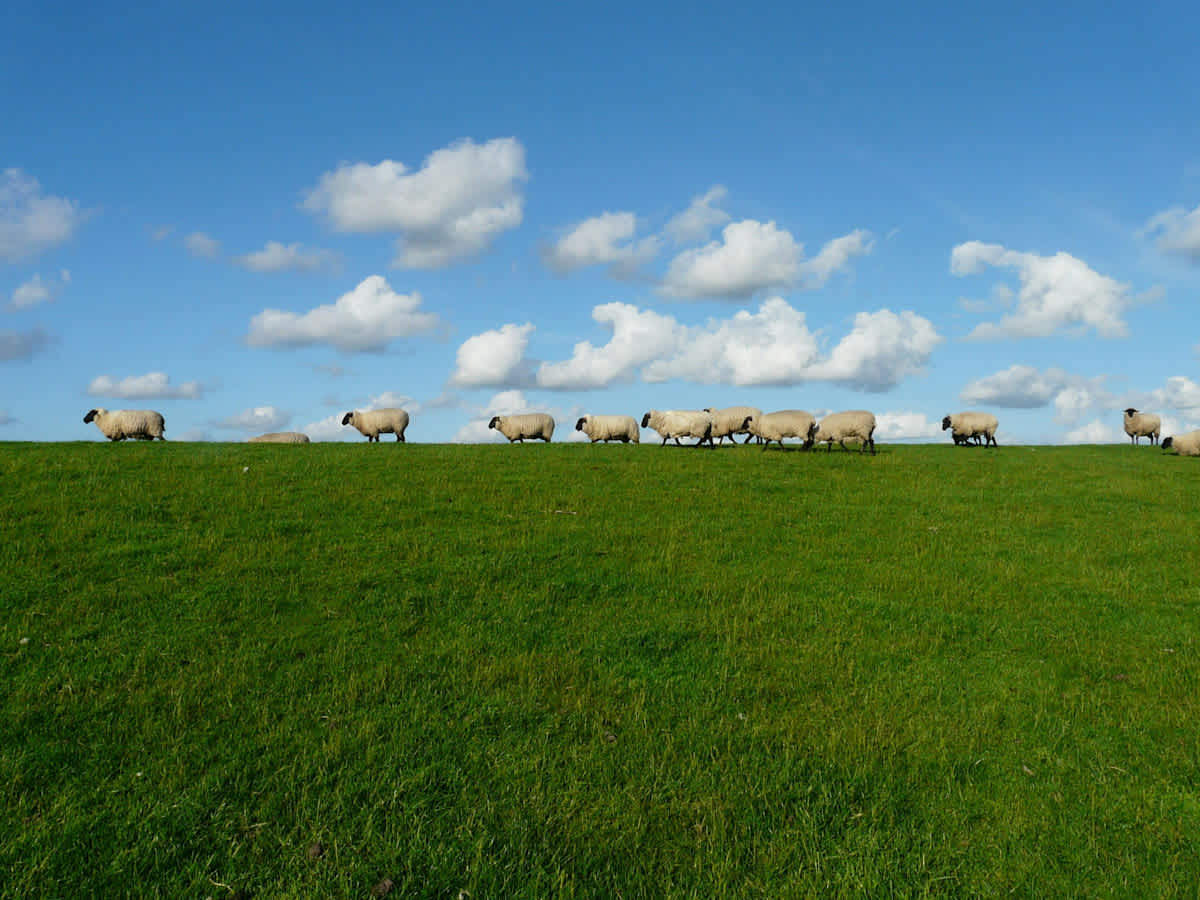 Featured image of Matthew Chapter 18 - The Good Shepherd