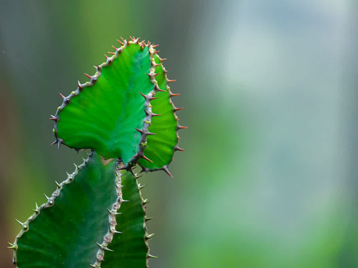 Featured image of Judges Chapter 14