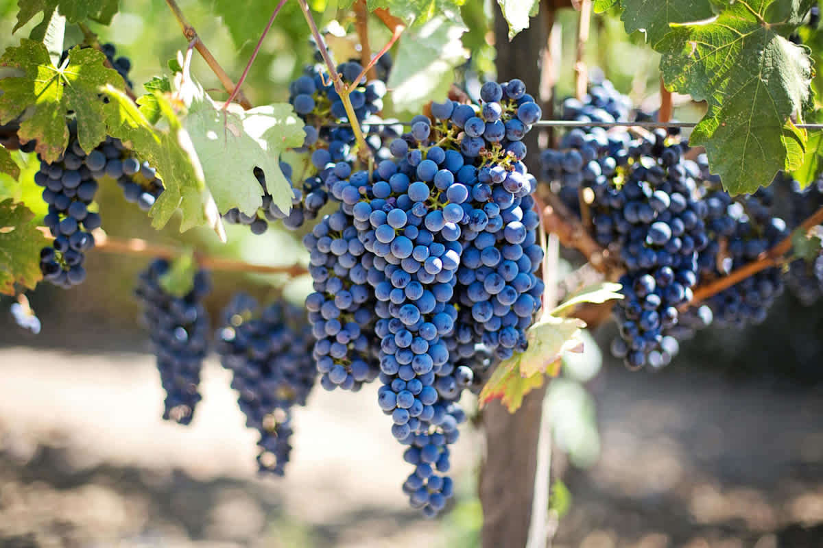 Featured image of John Chapter 15 - The True Vine