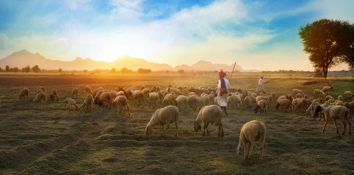 Featured image of John Chapter 10 - Sheep, Good Shepherd, or Hireling?