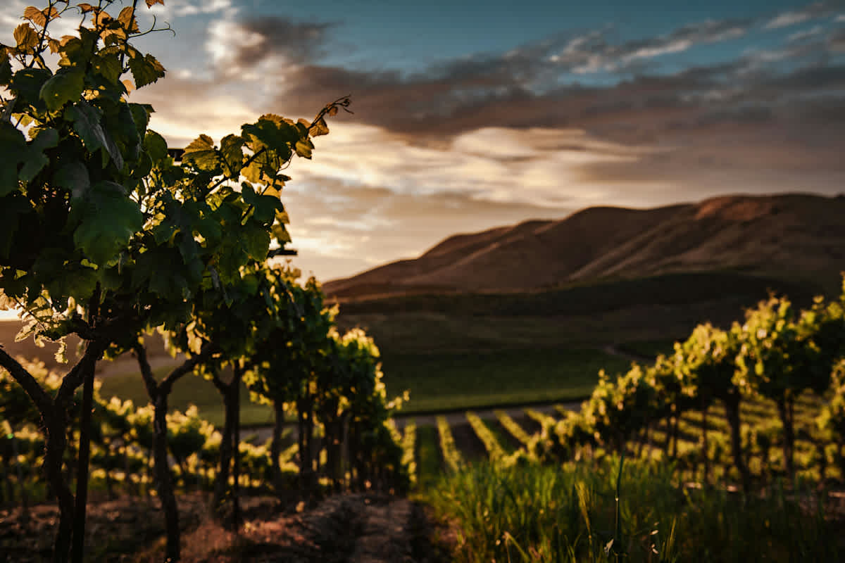 Featured image of Ezekiel Chapter 15 - The Vine Planted in Canaan