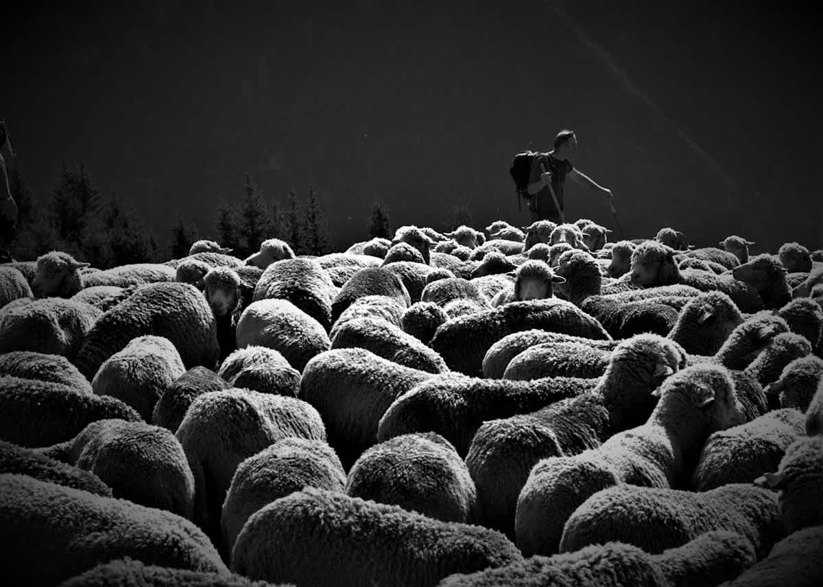 Featured image of Luke Chapter 2 - Noteworthy Shepherds