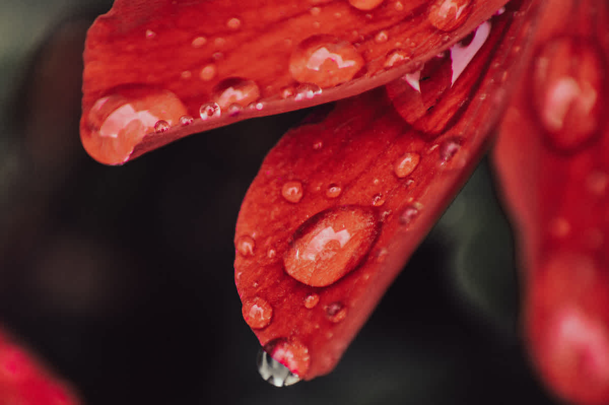 Featured image of 1 Chronicles Chapter 8 - Preserved by Grace