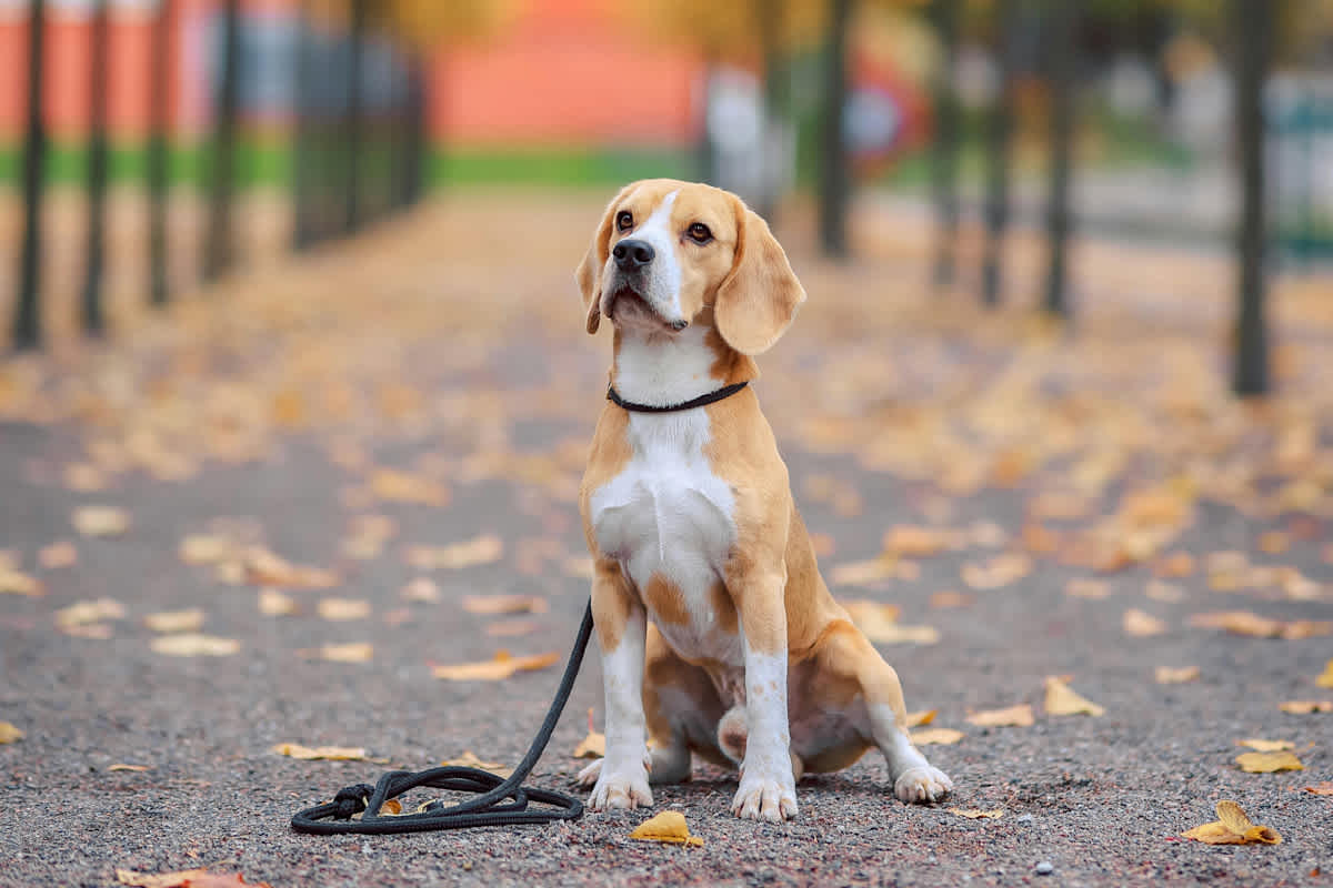 Featured image of 1 Thessalonians Chapter 5 - Will He Find Us Faithful? 