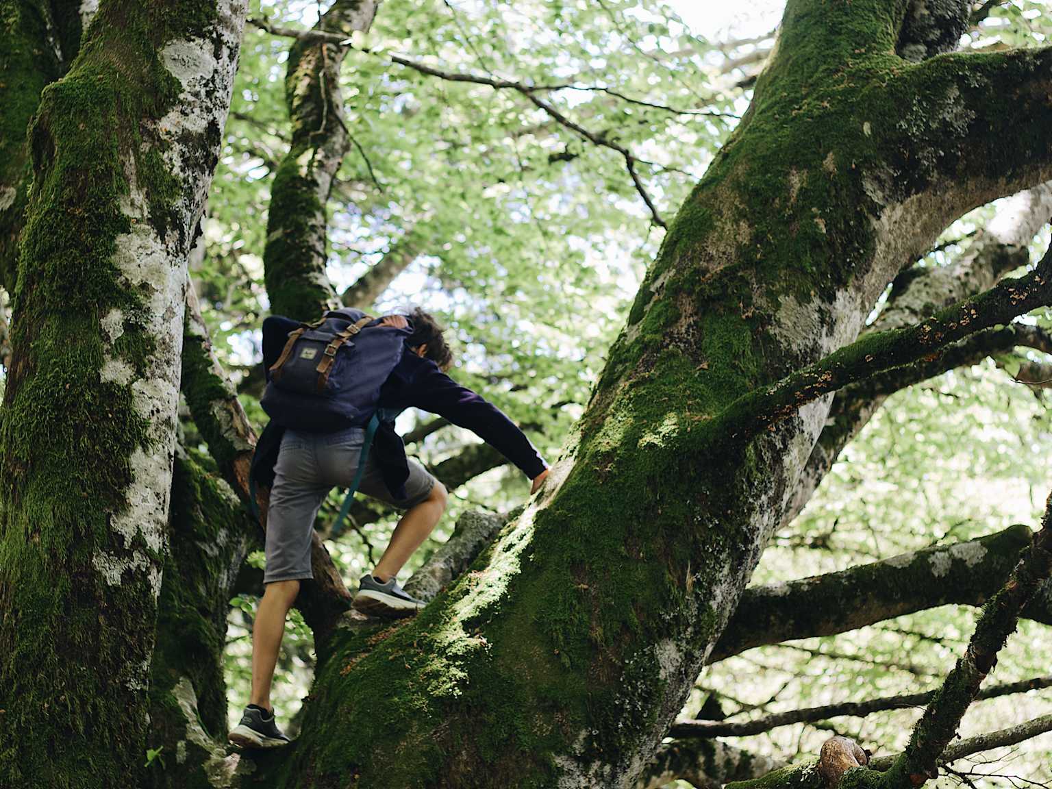 Featured image of Feeling Lost in Life? Let’s Climb the Sycamore Tree!