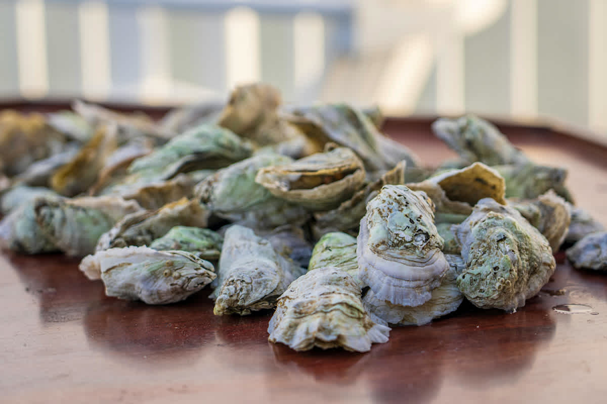Featured image of The World As Your Oyster
