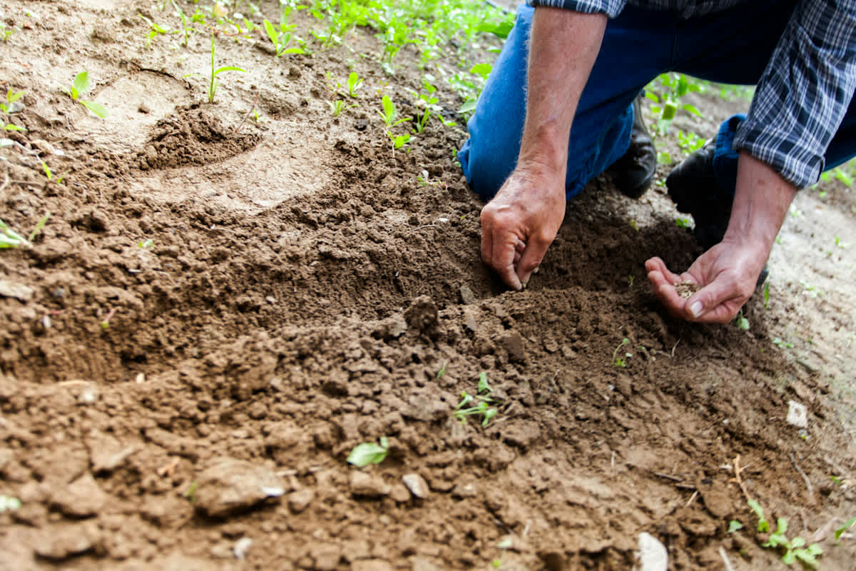 Featured image of Sowing & Reaping