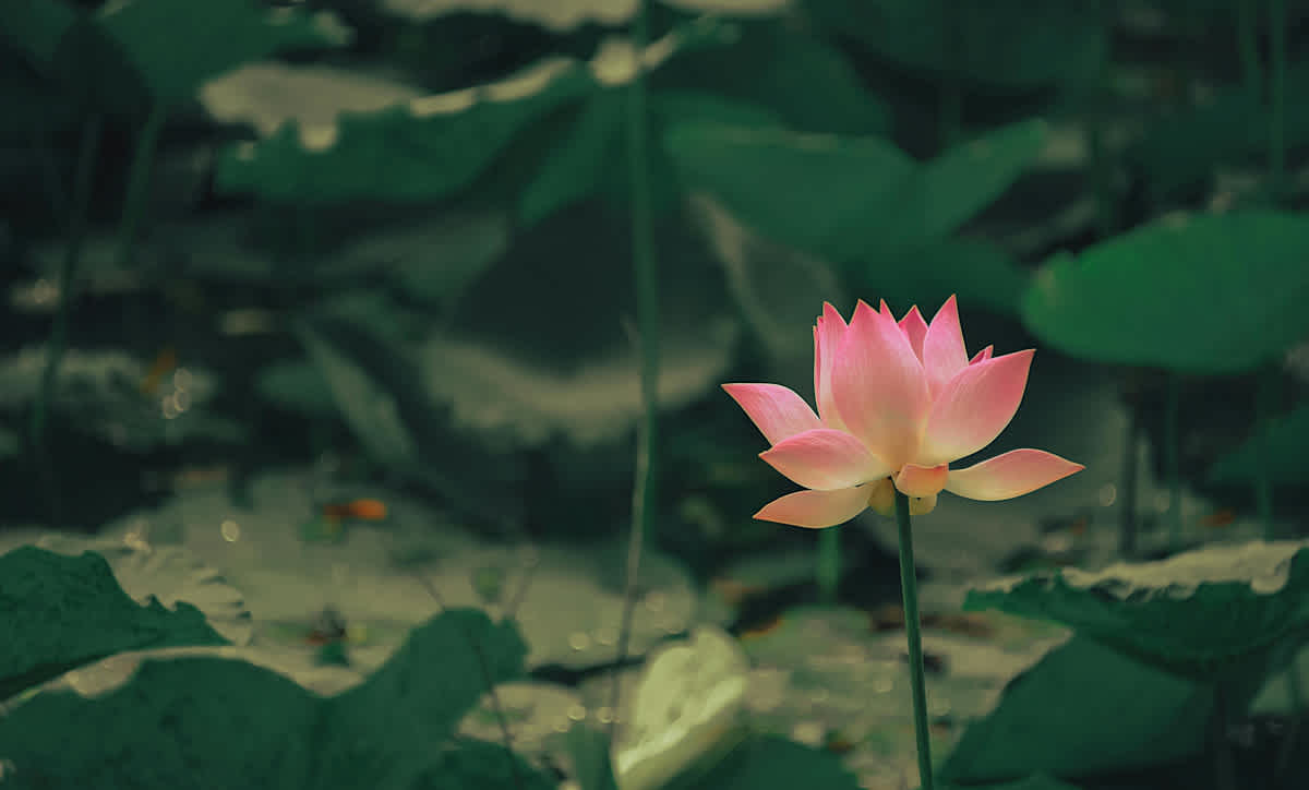 Featured image of Hosea Chapter 14 - Flora