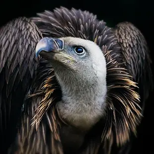 A griffon vulture stands with its head lowered and turned to the side and stares upwards to the sky. 