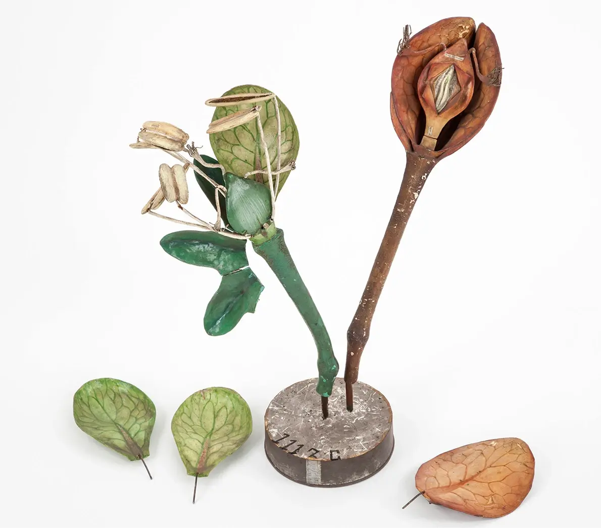 In the 1800s, companies such as Establishments de Dr. Auzoux and Brendel created plant models with detachable parts for schools. Children could use these models to learn. Nowadays, these unique models can be found in museums. School classes can use them to get to know the plant better and to discover how people in the past used to study plants and the environment.
