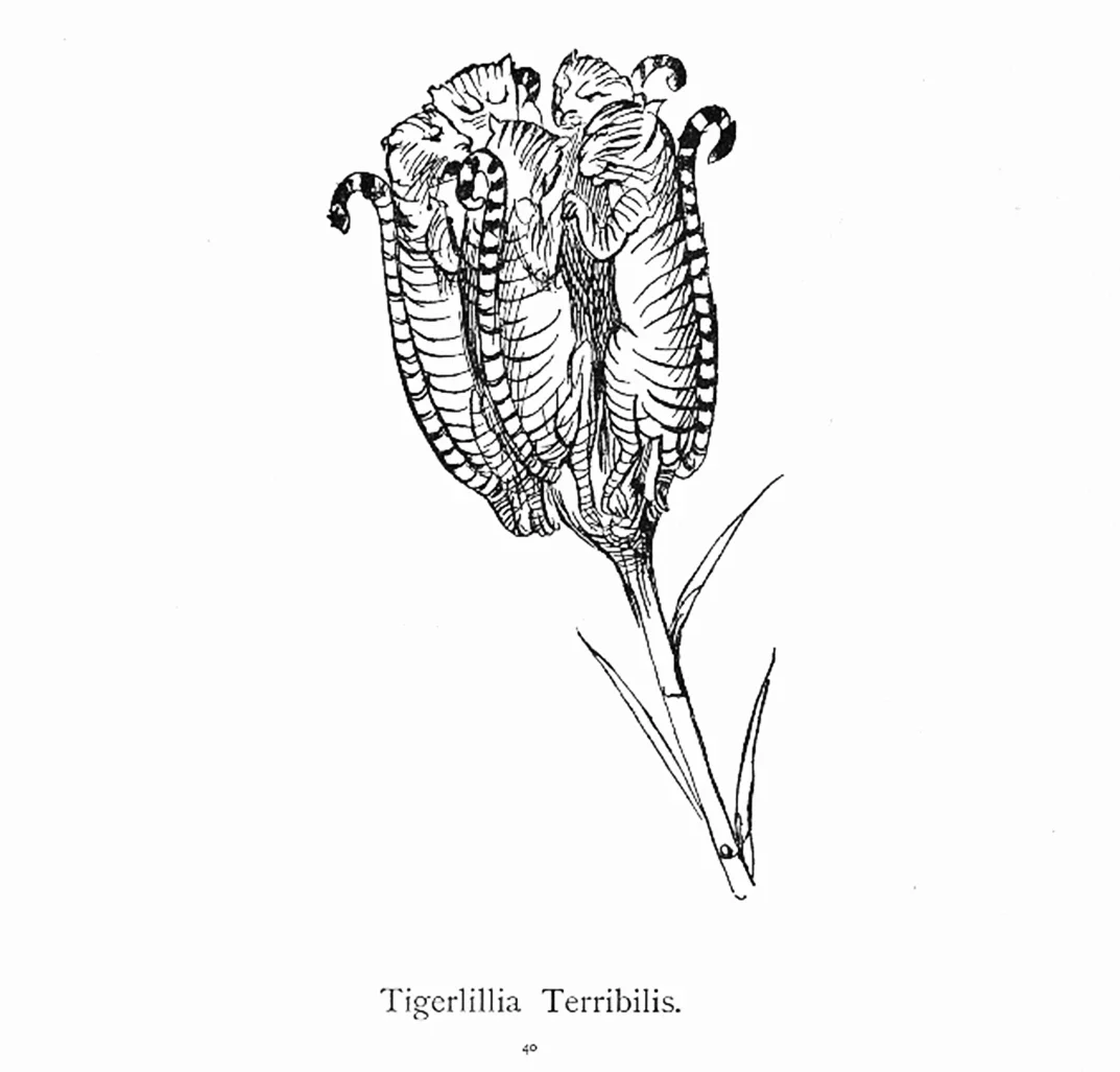 Remember Edward Lear? He helped John Gould create his beautiful bird illustrations! But he also had a great sense of humor and created funny drawings like this “Tigerlillia Terribilis” (terrible tiger lily), from his book Nonsense Botany.