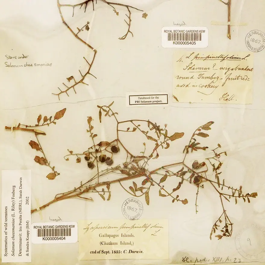 Darwins Pflanzenblatt von 1835, das jetzt digitalisiert wurde, trägt seine Notiz "Solanum?" und einen Kew-Strichcode. Der 1867 datierte Artname wurde im Jahr 2002 von Iris Peralta, Sarah Darwin und Sandra Kemp entdeckt.