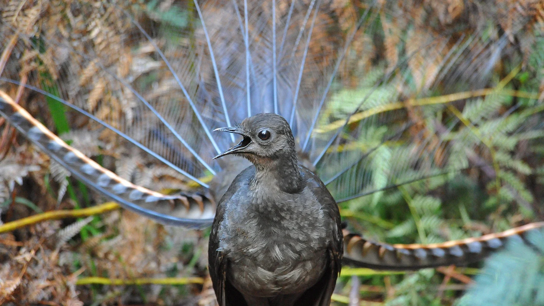 What is egg collecting? In the past, it was a popular, yet harmful hobby. Young people, in particular, used to collect bird’s eggs, which they viewed as a fun and challenging activity. Eggs were sold, traded, displayed or studied. Collectors often took all the eggs from a nest. This was harmful for birds – and for birds like the lyrebird, which only lays one egg, it was disastrous! Can you imagine how egg collecting affected bird populations? What do you think affects them today?