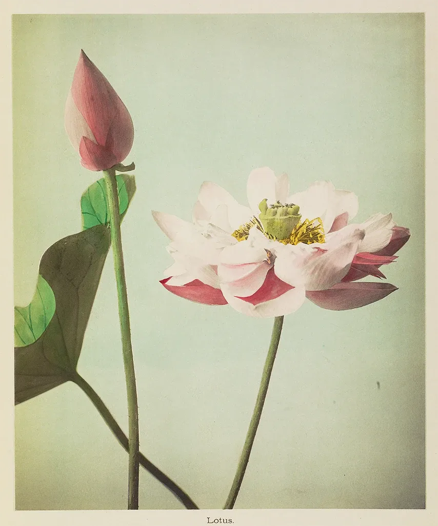 This beautiful image of a lotus flower is from the late 1800s. Can you believe it is a black and white photograph painted with watercolors?