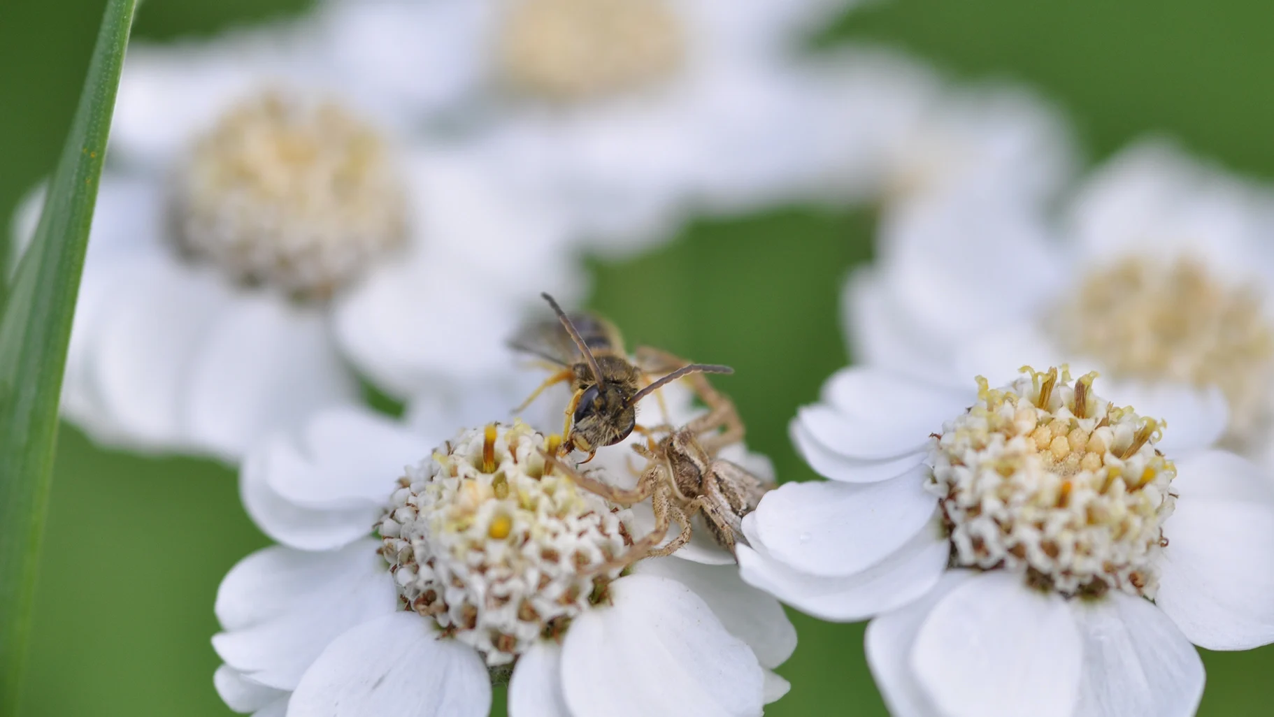 Today, historical plant names tell us interesting stories about our relationship with plants. What do you think plants like “sneezewort” or “mother-in-law’s tongue” were used for? 