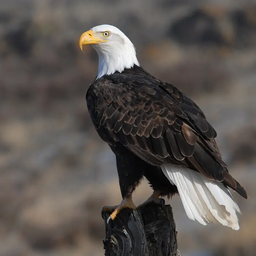 Bald eagle sitting on a lookout