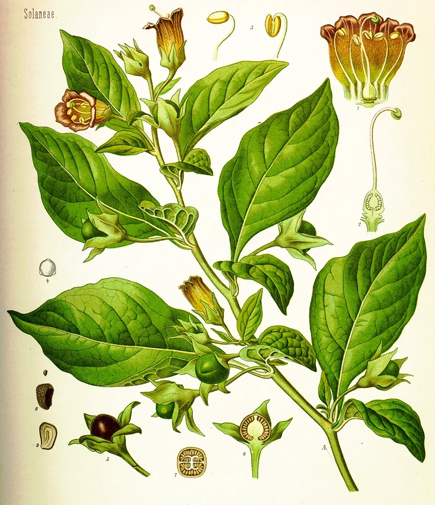 Pretty illustrations like this one were used in books and printed as wall charts. Teachers could use them to help children gain a better understanding of plants, animals, and the environment.