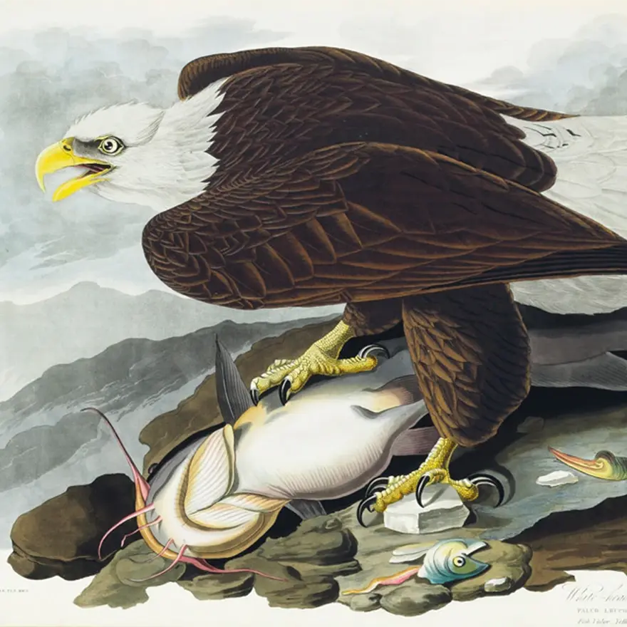 Zeichnung von John James Audubon (1785-1851), die einen Weisskopfseeadler zeigt, der einen großen Fisch frisst