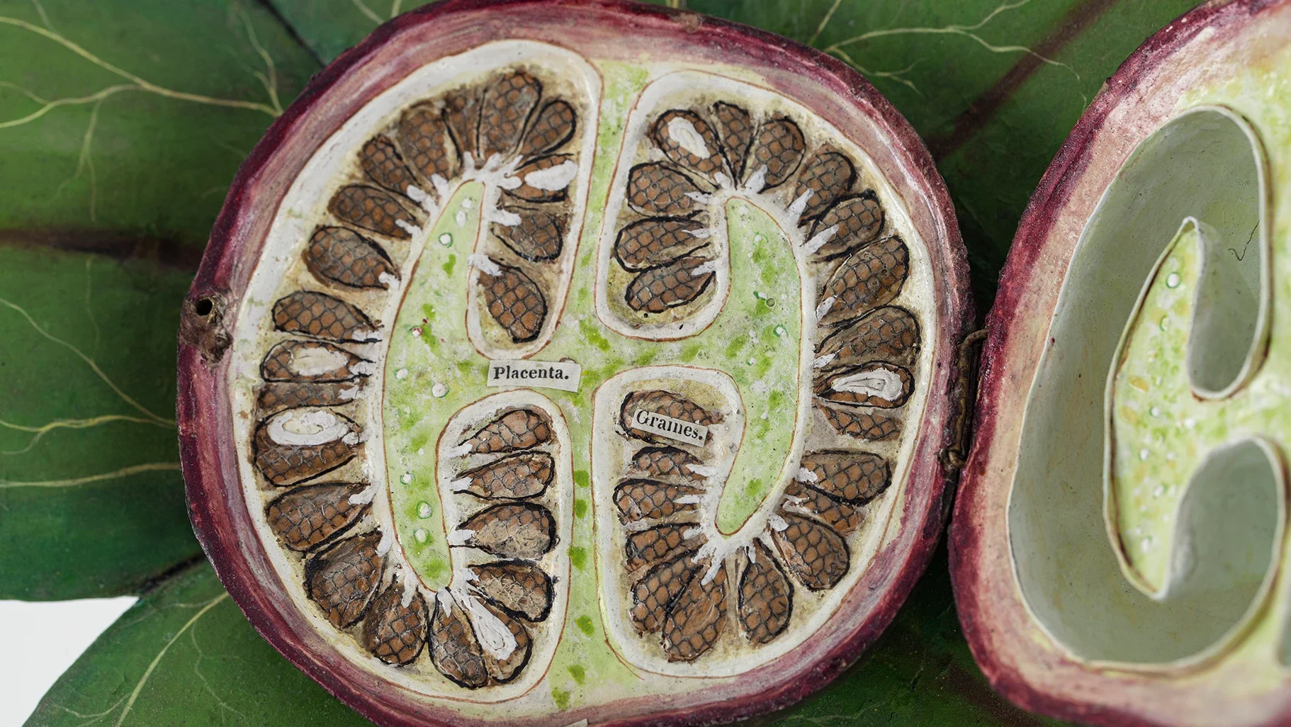 If you take a closer look, you’ll notice labels on the berry model. You can also take out the seeds to examine them.