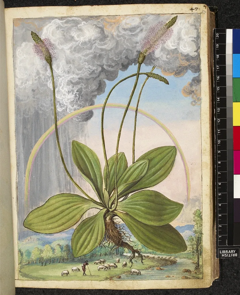 This book is a new version of a much older book called De Materia Medica. The new version was published in the 1500s with gorgeous watercolors of giant plants in beautiful landscapes.