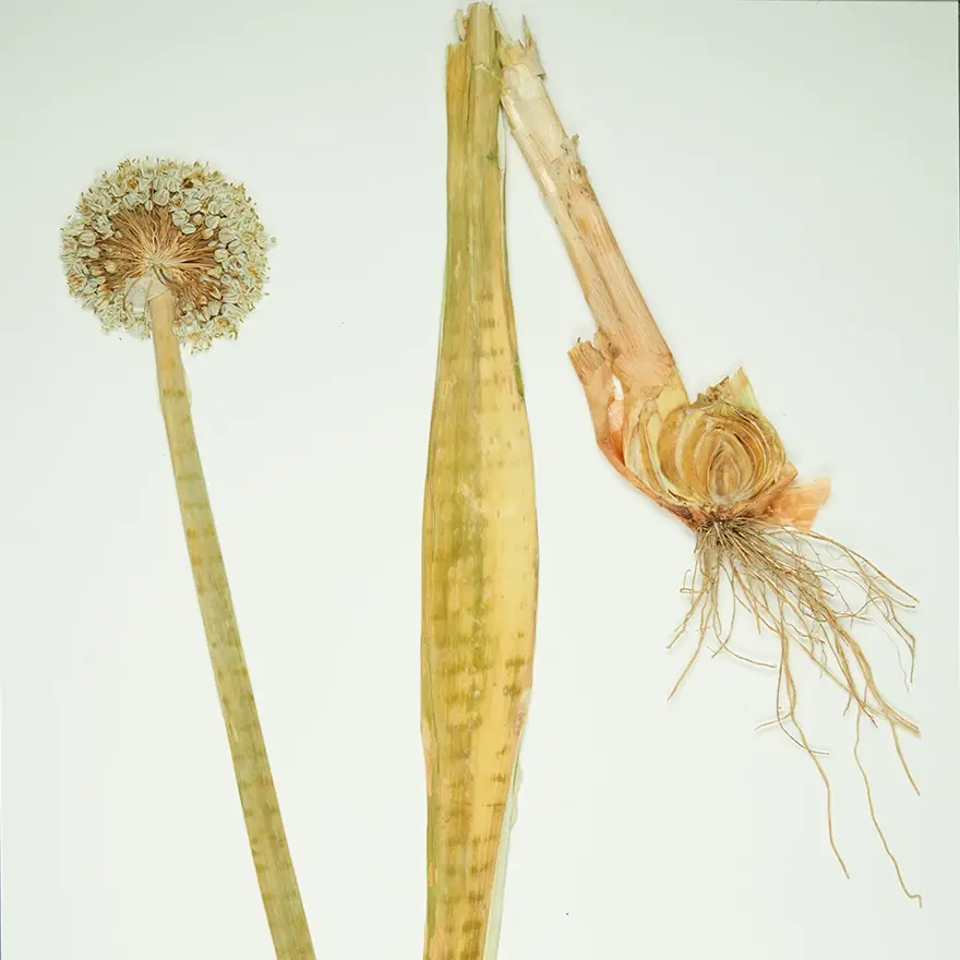 Seiten mit getrockneten Pflanzen aus der Sammlung des Herbariums der Universität Neuenburg.
