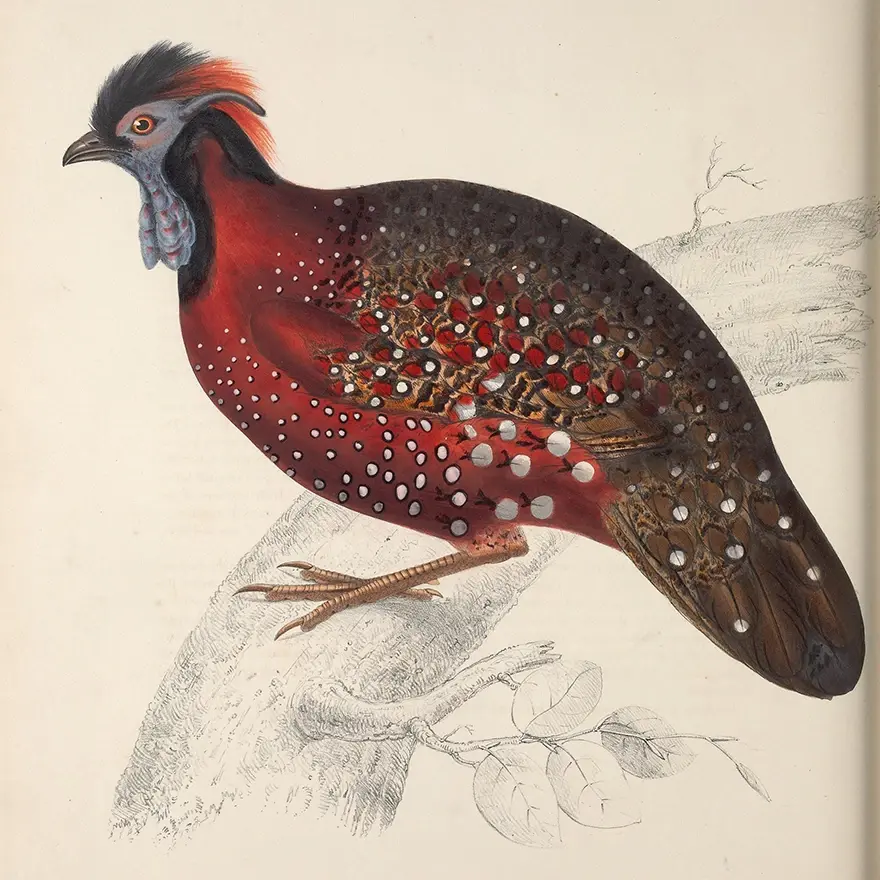 An accurate and detailed scientific illustration of a horned pheasant, a large reddish brown bird with short stubby tail and plump body, a small extended black and reddish crest, a grey waddle and ornate feather patterns with white spots and black lines perched on a branch. 