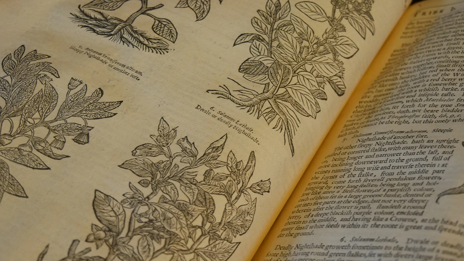 With so many new plants and so many people around the world describing them, naming and grouping plants became extremely important. Sometimes plants were given names based on what they were used for. For example, “heal dog,” was a remedy for dog bites! Parkinson and some of his colleagues also described and grouped plants based on how they looked or smelled. Can you guess why it might be bad to confuse the plants shown in the image above?