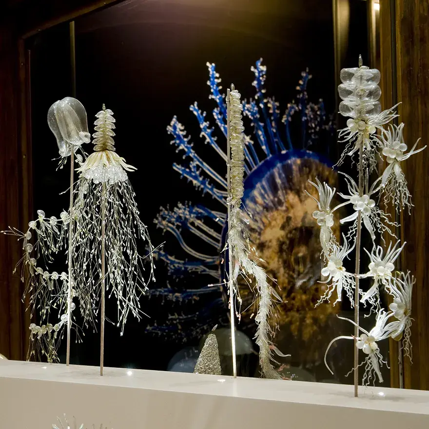 A collection of Blaschka glass models displayed at the Muséum Genève. / A Blaschka glass model of a long-armed squid.