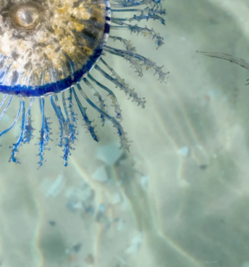 A blue jellyfish floats on the surface of the sea.