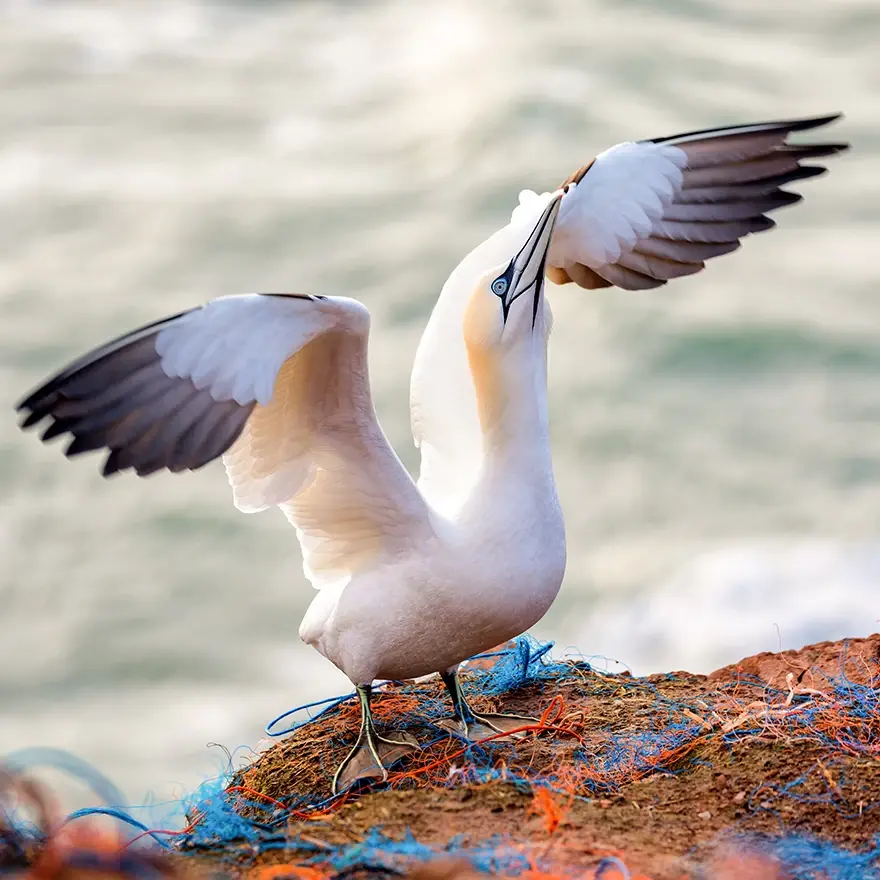 A large white seabird, a northern gannet, spreads its wings and extends its neck upwards as if to take off in flight from a ground that is covered in red and blue plastic netting and wires.