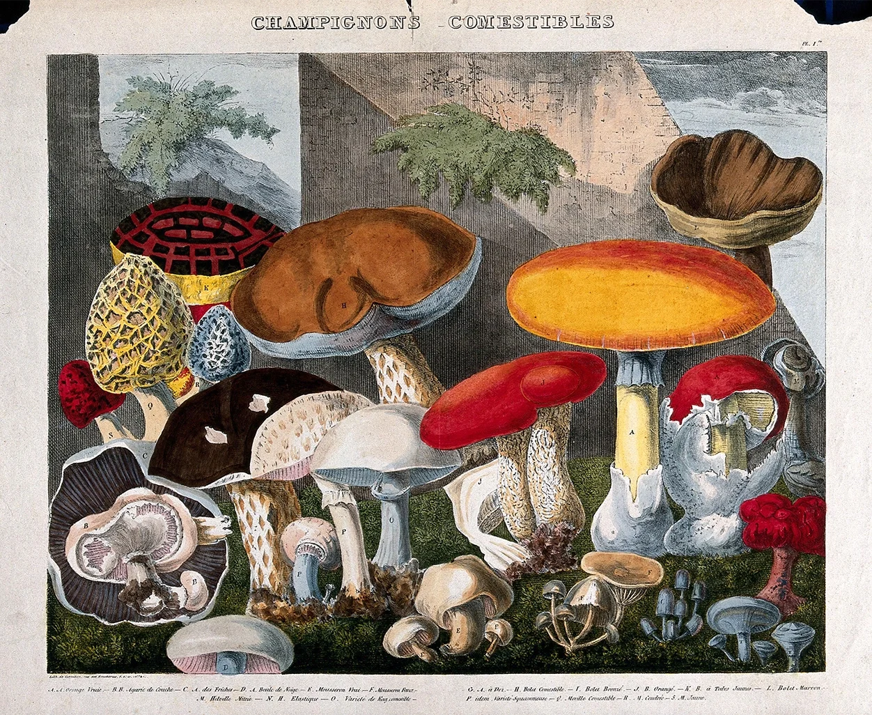 You can’t protect an endangered plant if you don’t know it exists! It's very important for scientists to identify and group plants and fungi so they can help protect them and keep them from disappearing. Scientists are finding new plants and fungi all the time. Today we know of about 350,000 species of plants and 148,000 species of fungi, but scientists think there could be up to 25 times as many species of fungi out there!