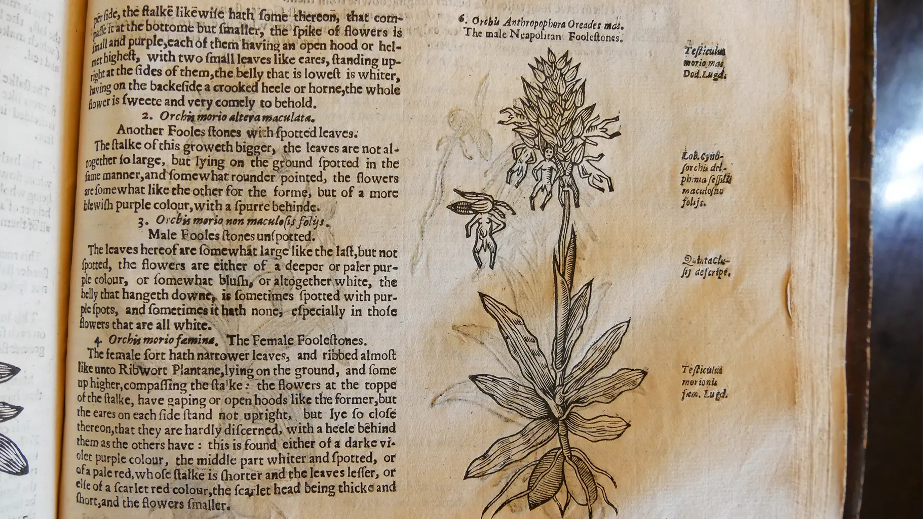 There have been some very funny, beautiful, even strange pictures of plants throughout history. Find some of our favorites in this gallery, starting with an odd and inexplicable image from John Parkinson’s Theatrum Botanicum.