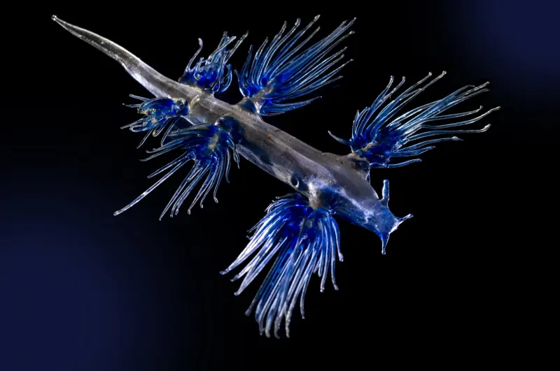 Blaschka-Modell eines blauen Drachens, glaucus atlanticus. Er kann bis zu drei Zentimeter lang werden. Seine Rückenseite ist silbergrau, während der Bauchbereich dunkel und hellblau ist und sein Kopf mit dunkelblauen Streifen bedeckt ist.