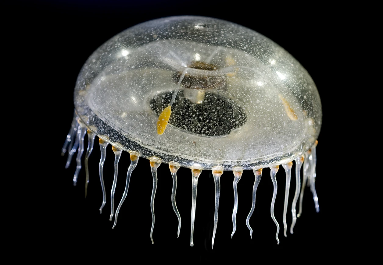 Ein Blaschka-Glasmodell einer Qualle