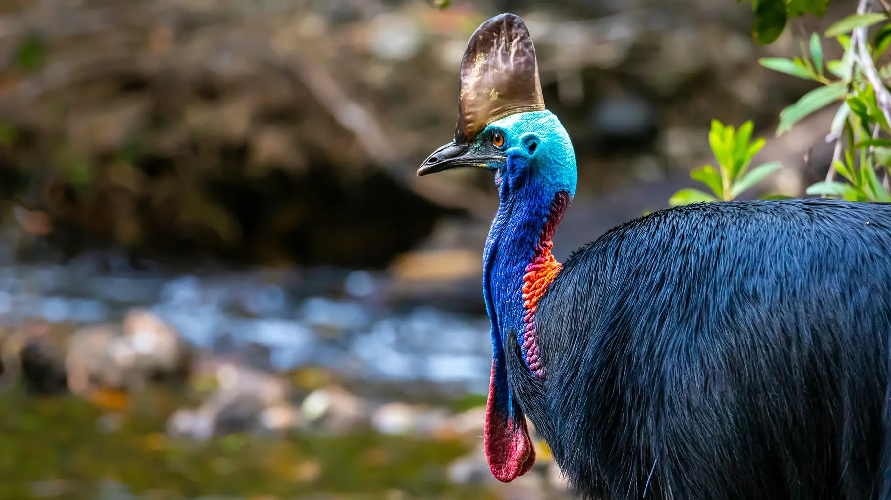 Did you know there are almost 11,000 types (species) of birds? Australia is home to 828 of them, including the southern cassowary. You can find the cassowary in the tropical rainforests of Australia, New Guinea, and nearby islands. The cassowary is a large flightless bird that can jump up to 2.5 meters off the ground! They can be up to 1.7 meters tall and look a bit like a hairy dinosaur! 