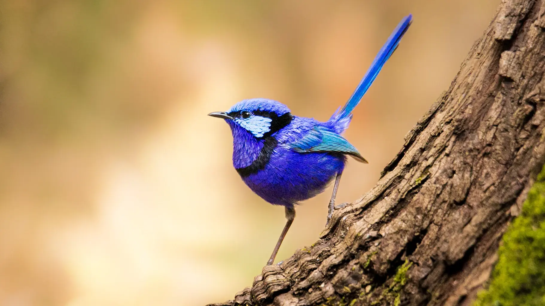 There are almost 400 bird species that can only be found in Australia! Species only found in one place – on an island, in a country, or specific region – are called endemic species. The splendid fairywren, pictured above, is endemic to Australia. The Gould League’s mission was to protect Australia’s birds and teach others to do the same. It did this by teaching its members about the value of birds and nature. A key goal of the League’s work was to stop egg collecting! 