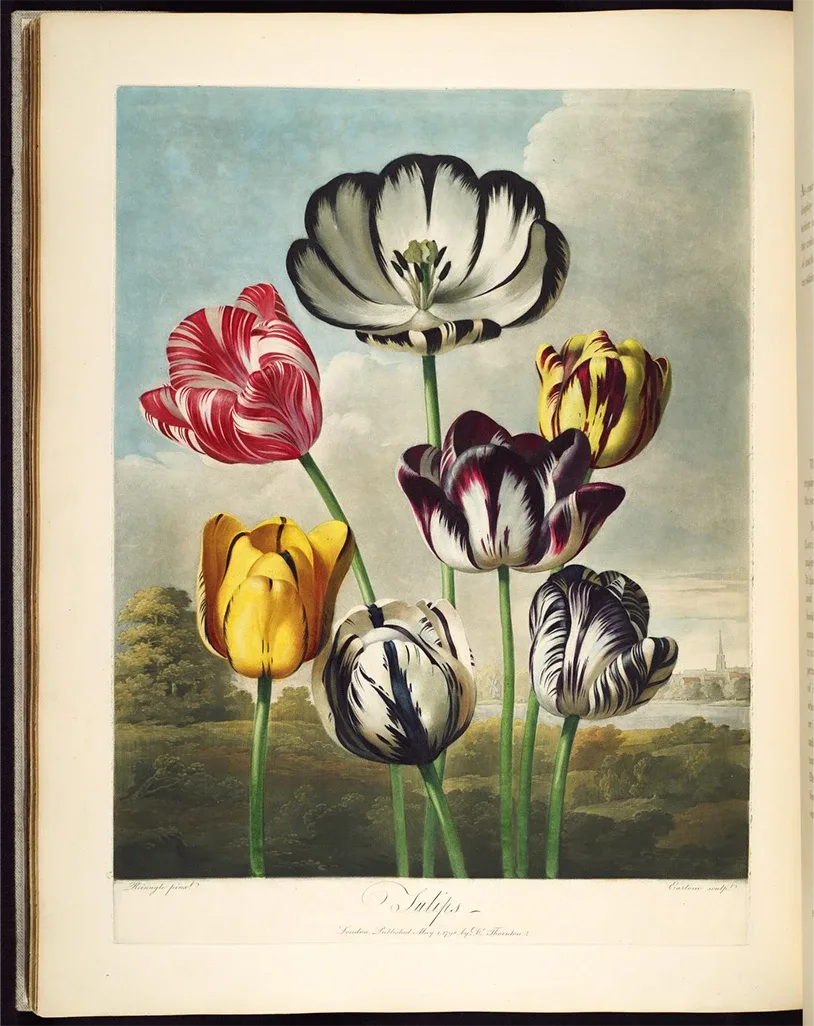 These lovely tulips were part of Robert John Thornton’s book The Temple of Flora, published in 1807. Although initially a failure, it is now considered one of the greatest flower books of all time – possibly because of its beautiful illustrations!