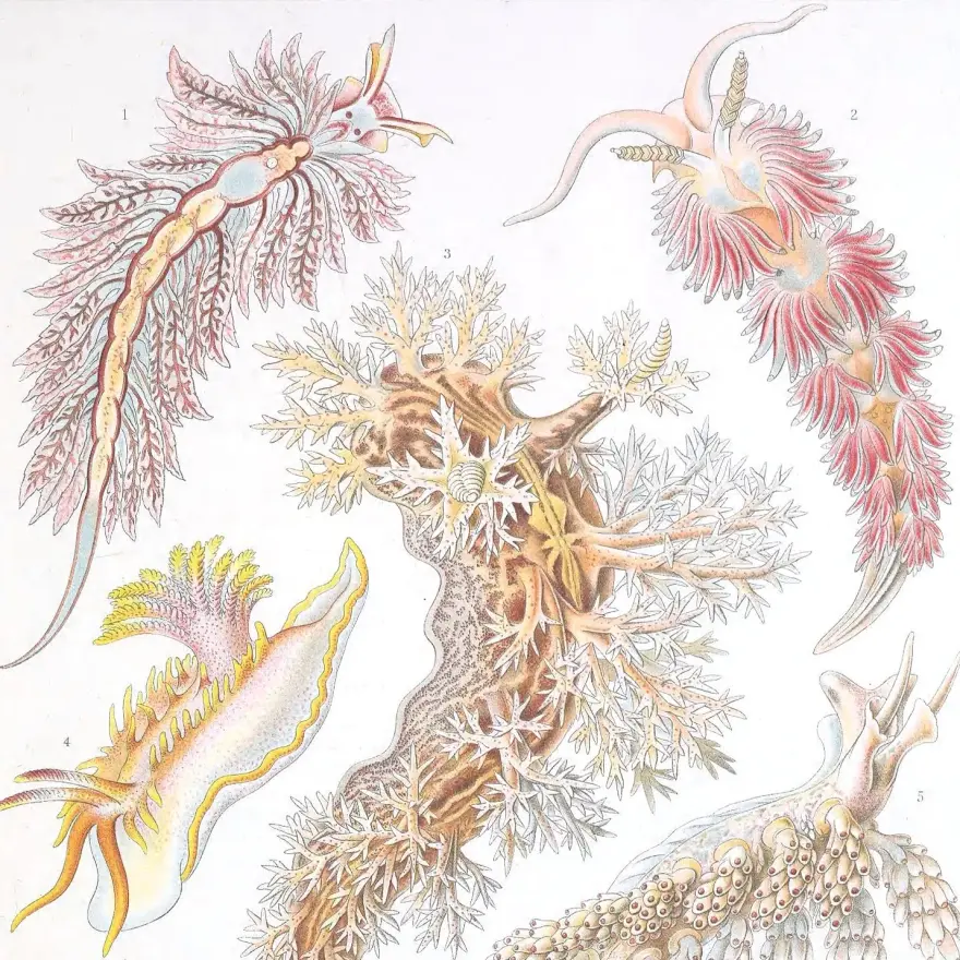 A colorful scientific illustration of different nudibranchs (sea slugs) from Ernst Haeckel’s (1834-1919) “Kunstformen der Natur”.