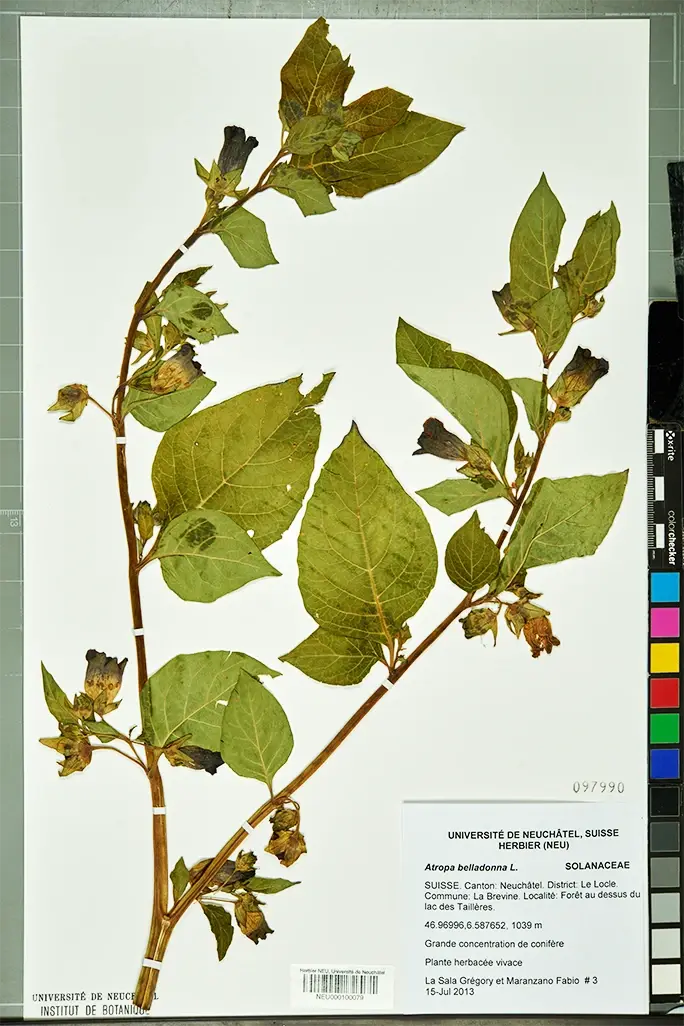 Herbaria are places and collections where dried and pressed plants are preserved and studied. Many are now accessible online, which means you can look up belladonna specimens from different places and periods. You can also visit a botanical museum or garden to see them in person and talk to scientists who can tell you many exciting facts about this and other plants.