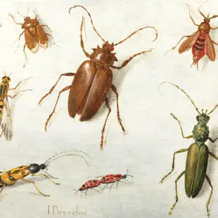 Naturalist drawing of beetle and forest insect specimens.