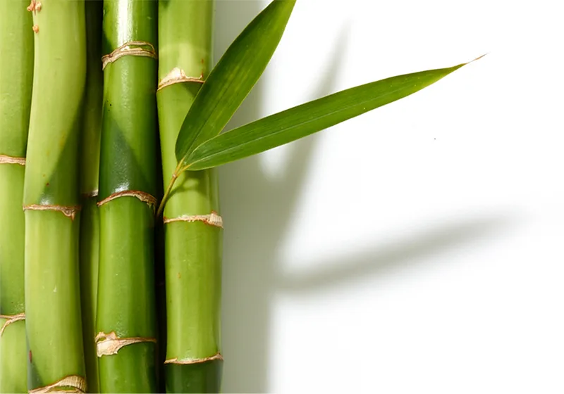 Bamboo