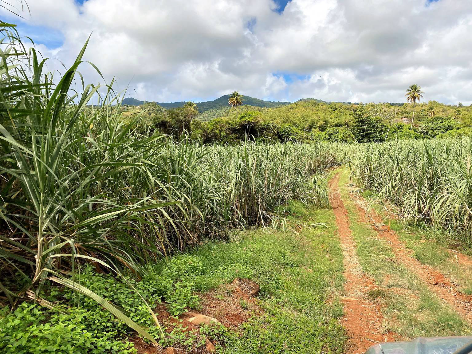 path going through sugar cane field