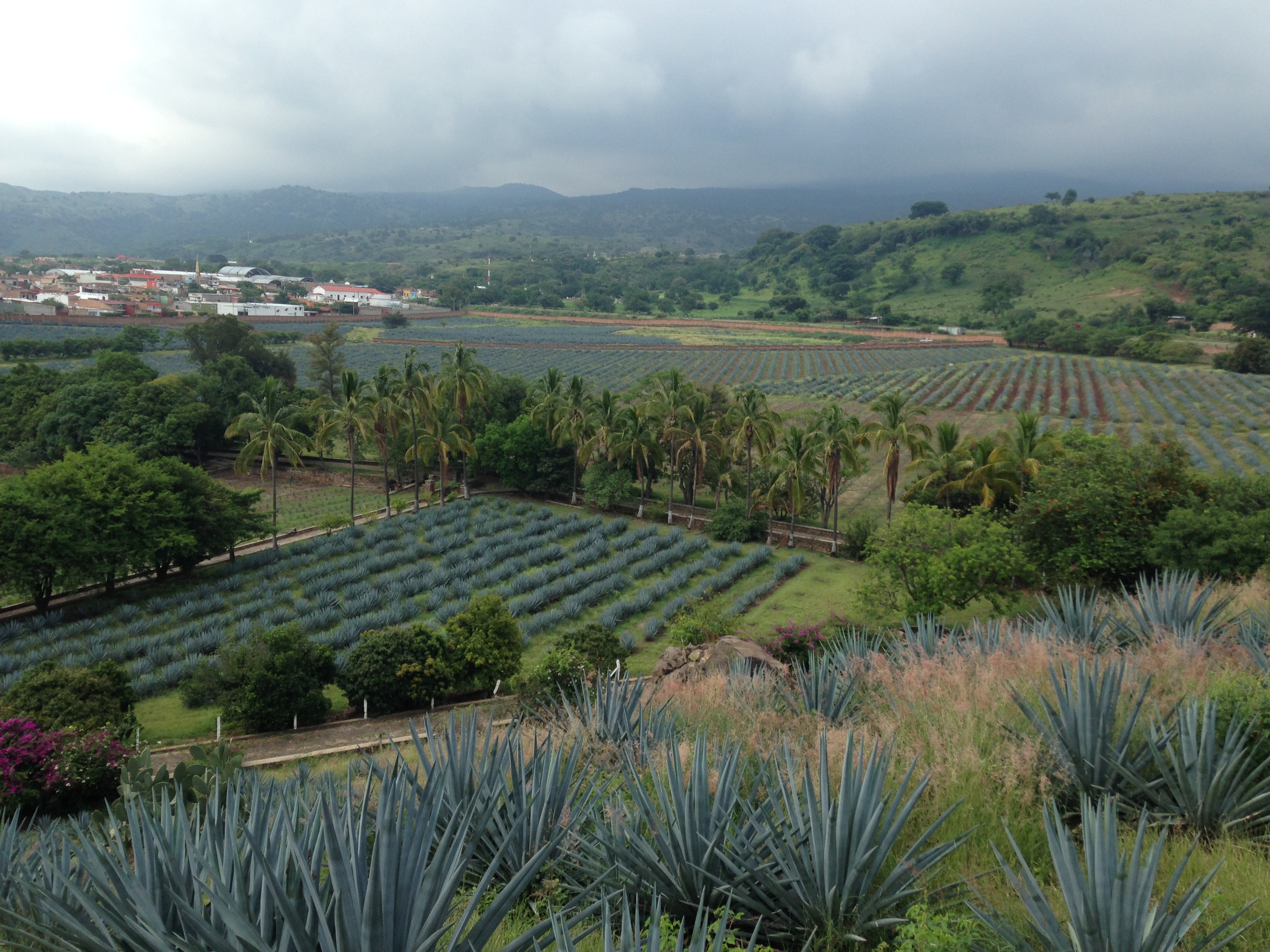 agave fields in mexico