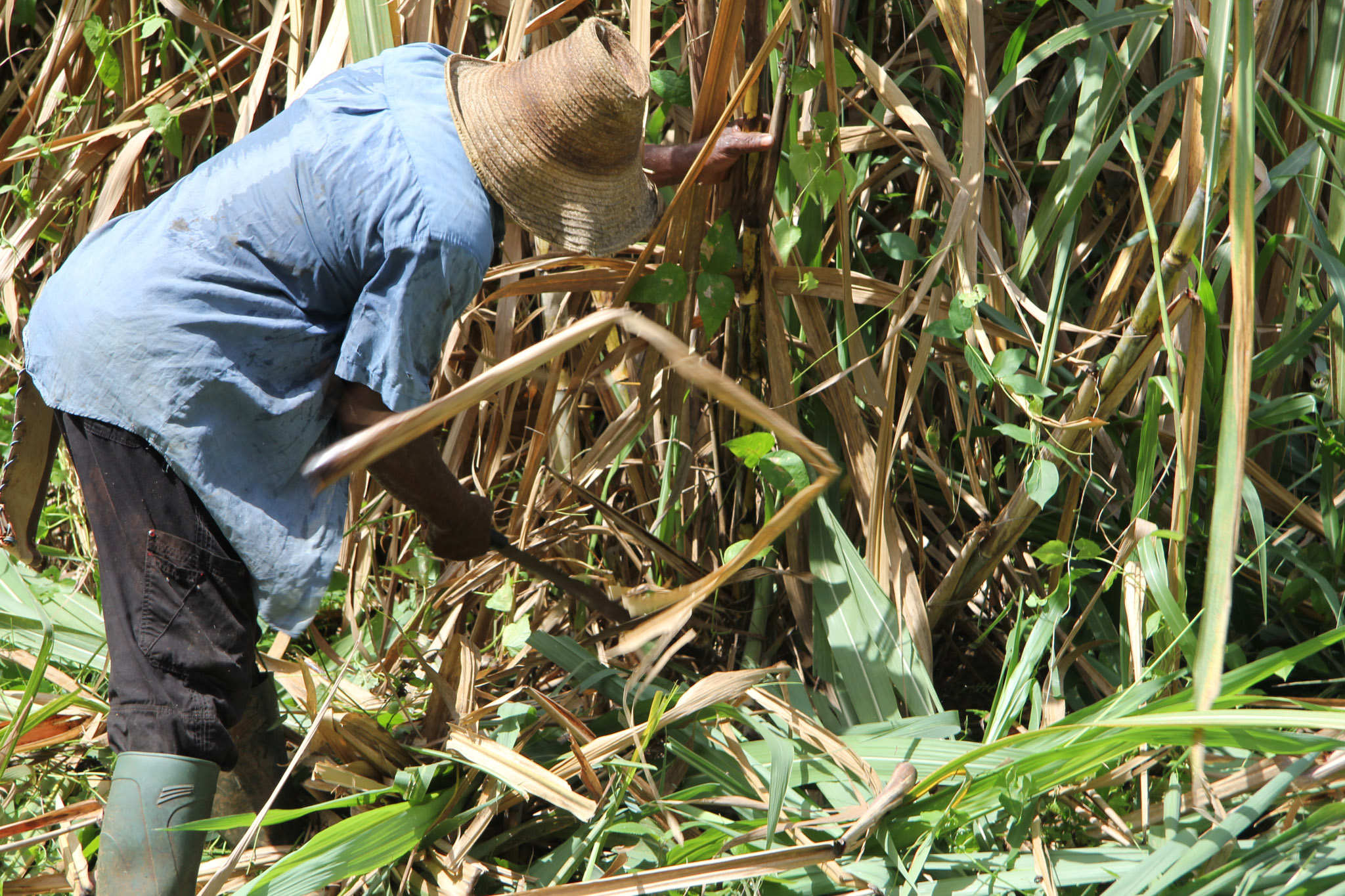 person cutting down sugar cane in the field