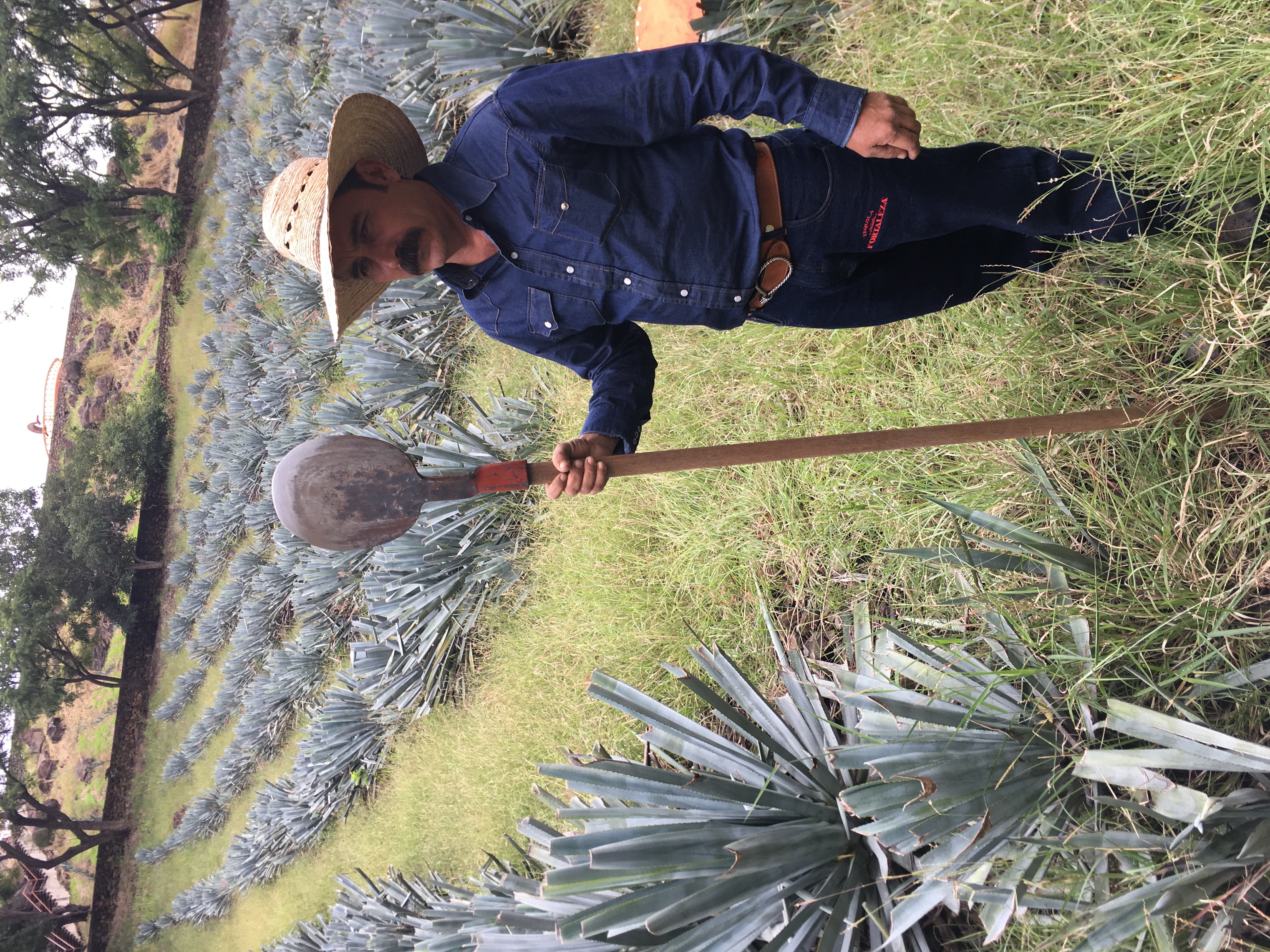 agave farmer standing in field