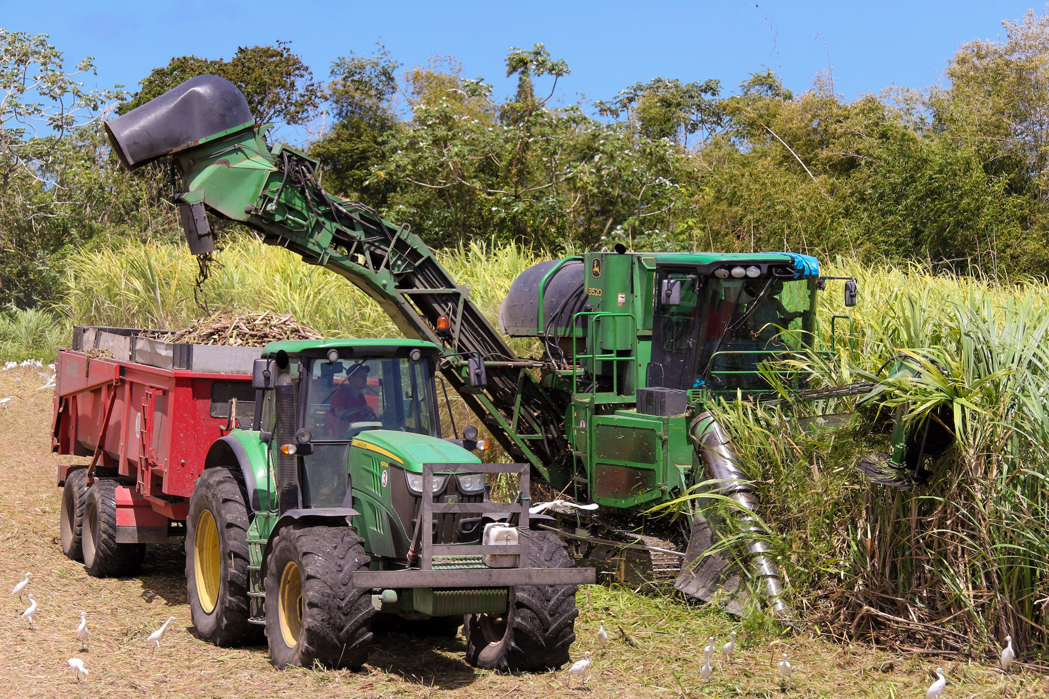 tractors harvesting sugar cane