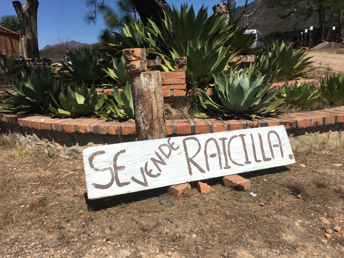 Raicilla