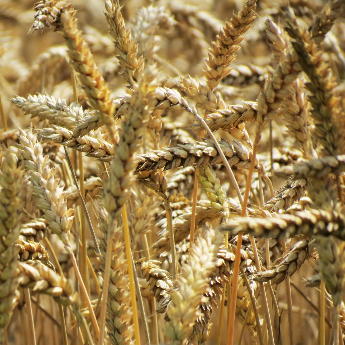 grains in a field.