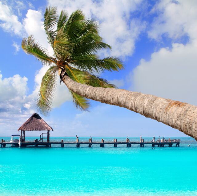 Cancun beach with a palm tree