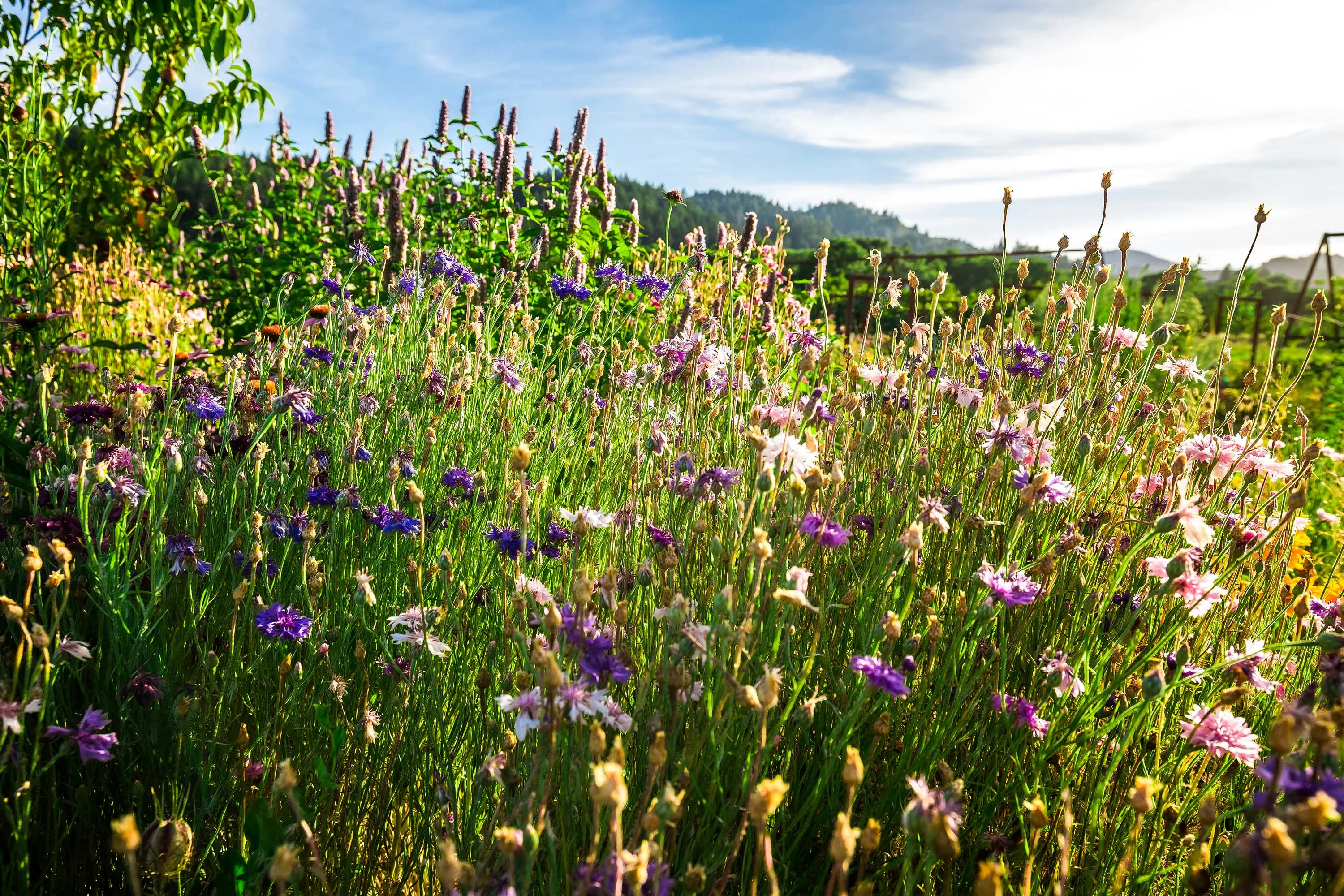 2836 Dry Creek Road, Sonoma County, California 95448 - 2836-dry-creek-road-healdsburg-california38_nuvs0u
